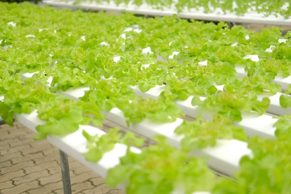 Salladsväxter Som Odlas Plantskolan Vattenbruk Livsmedels Och Jordbruksindustrin — Stockfoto