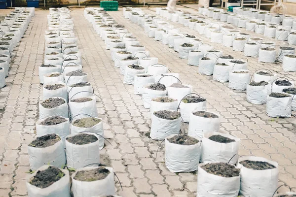 soil & fertilizer in planting bag for growing transplanting plant seedling in farm