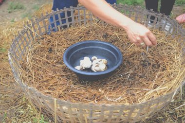 Çiftlikte sepetin içinde saman mantarı yetişiyor. volvariella volvacea