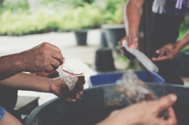 Bitki ağacı aşılamak için hindistan cevizi kabını plastik torbaya koyuyorum. tarımda greft