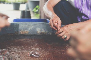 Bitki ağacı aşılamak için hindistan cevizi kabını plastik torbaya koyuyorum. tarımda greft