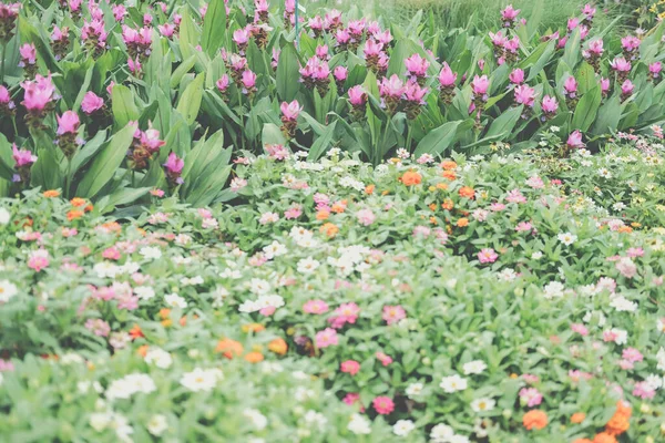 Virágzó Virág Növény Botanikus Kert Park — Stock Fotó
