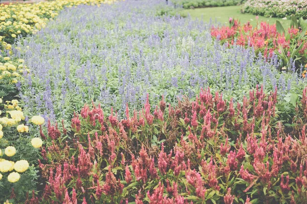 Ανθισμένο Φυτό Λουλουδιών Βοτανικό Πάρκο Κήπου — Φωτογραφία Αρχείου