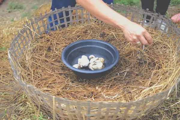 Çiftlikte sepetin içinde saman mantarı yetişiyor. volvariella volvacea