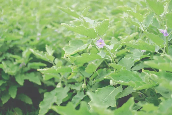 Cultivo Berenjena Blanca Granja Jardín —  Fotos de Stock