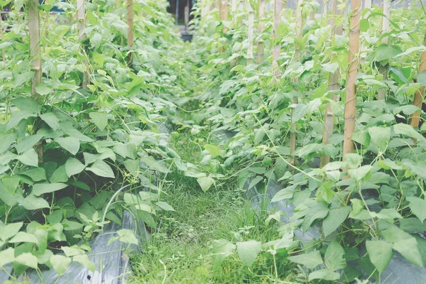 Cultivo Planta Guisante Granja Jardín —  Fotos de Stock