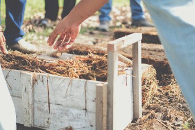 Çiftçi çiftlikte pilav pipetinde saman mantarı yetiştiriyor. Volvariella volvacea mantarı.