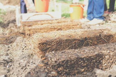 Çiftçi çiftlikte pilav pipetinde saman mantarı yetiştiriyor. Volvariella volvacea mantarı.