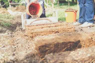 Çiftçi çiftlikte pilav pipetinde saman mantarı yetiştiriyor. Volvariella volvacea mantarı.