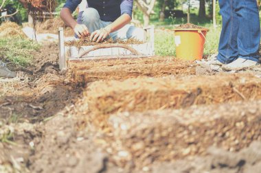 Çiftçi çiftlikte pilav pipetinde saman mantarı yetiştiriyor. Volvariella volvacea mantarı.