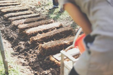 Çiftçi çiftlikte pilav pipetinde saman mantarı yetiştiriyor. Volvariella volvacea mantarı.