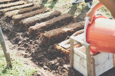 Çiftçi çiftlikte pilav pipetinde saman mantarı yetiştiriyor. Volvariella volvacea mantarı.