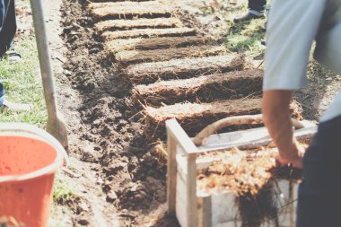 Çiftçi çiftlikte pilav pipetinde saman mantarı yetiştiriyor. Volvariella volvacea mantarı.