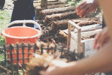 Çiftçi çiftlikte pilav pipetinde saman mantarı yetiştiriyor. Volvariella volvacea mantarı.