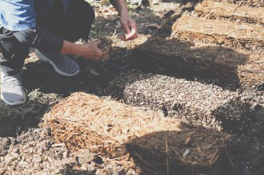 Çiftçi çiftlikte pilav pipetinde saman mantarı yetiştiriyor. Volvariella volvacea mantarı.