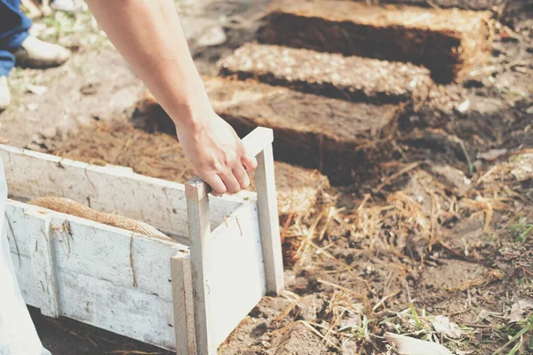 Çiftçi çiftlikte pilav pipetinde saman mantarı yetiştiriyor. Volvariella volvacea mantarı.