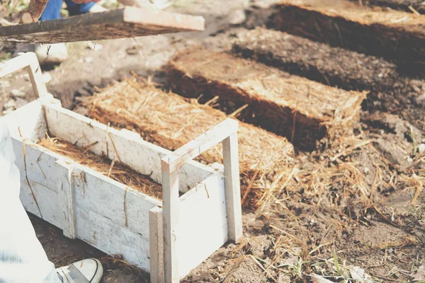 Çiftçi çiftlikte pilav pipetinde saman mantarı yetiştiriyor. Volvariella volvacea mantarı.