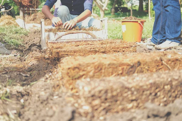 Çiftçi çiftlikte pilav pipetinde saman mantarı yetiştiriyor. Volvariella volvacea mantarı.