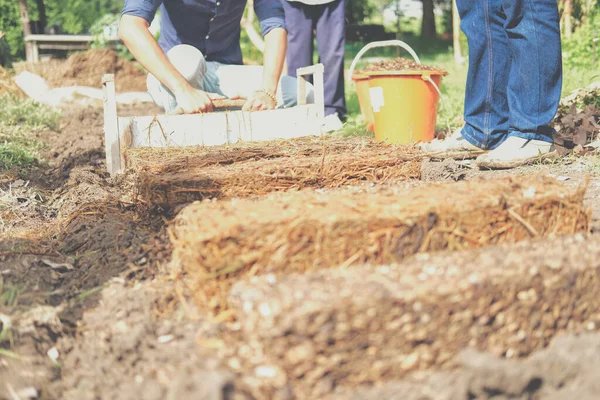 Çiftçi çiftlikte pilav pipetinde saman mantarı yetiştiriyor. Volvariella volvacea mantarı.
