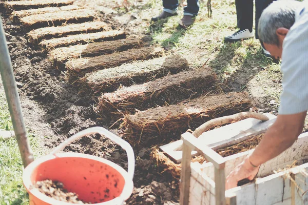 Çiftçi çiftlikte pilav pipetinde saman mantarı yetiştiriyor. Volvariella volvacea mantarı.