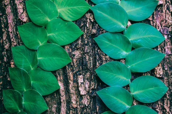 Gröna Naturliga Blad Växt Trädstam — Stockfoto