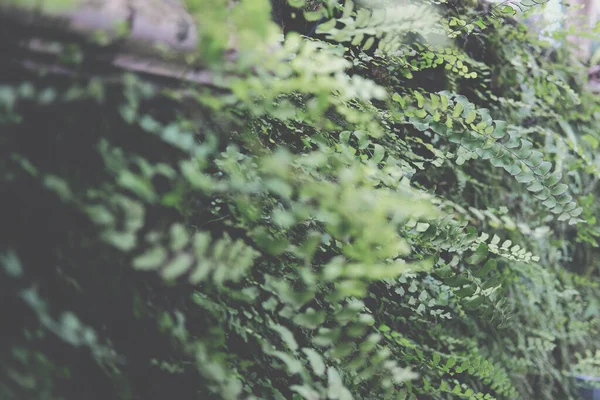 在花园里种植绿色的天然叶子 自然背景 — 图库照片