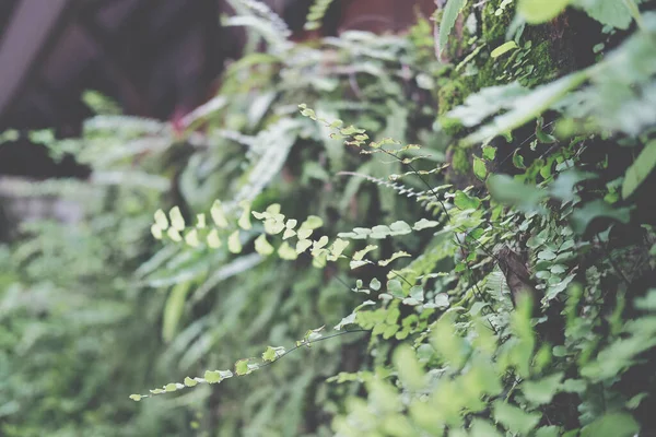 緑の自然葉植物が庭に植えられます 自然背景 — ストック写真