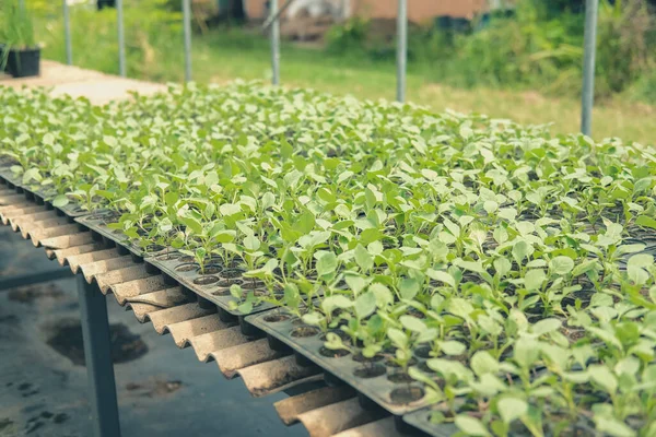 Tanaman Bibit Sayuran Tumbuh Rumah Kaca Pembibitan Pertanian — Stok Foto