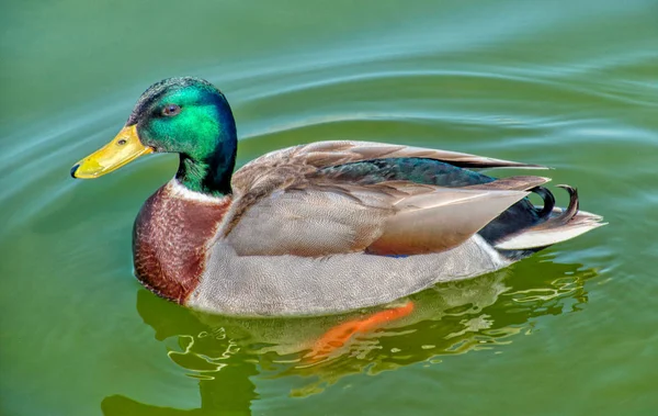 mallard, duck, northern mallard duck, drake, water, green, outdoor, lake,