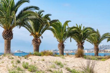 Sahilde palmiye ağaçları