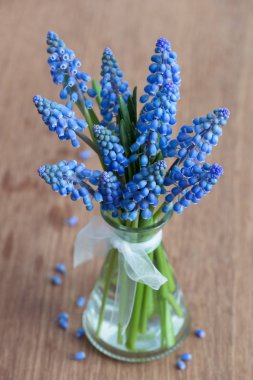 üzüm sümbül çiçekleri