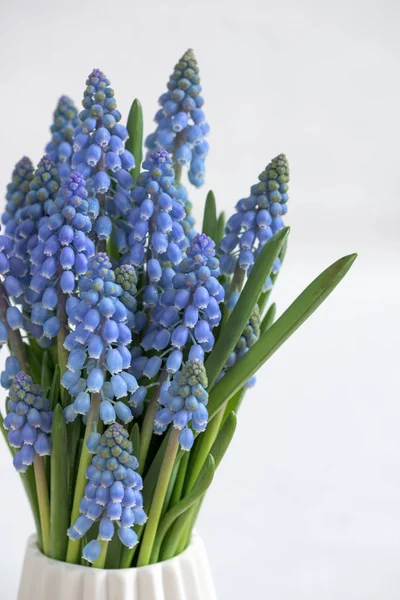 üzüm sümbül çiçekleri