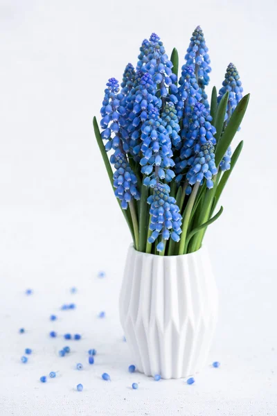 üzüm sümbül çiçekleri