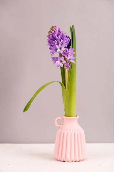 Purple hyacinths blooming — Stock Photo, Image