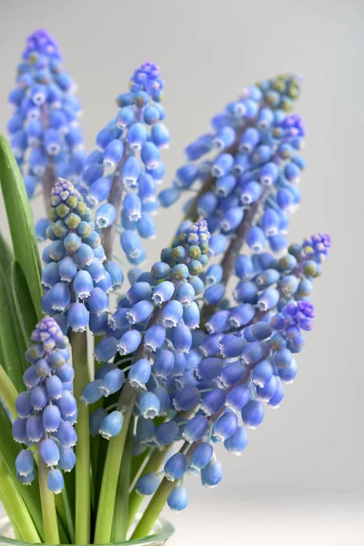 üzüm sümbül çiçekleri