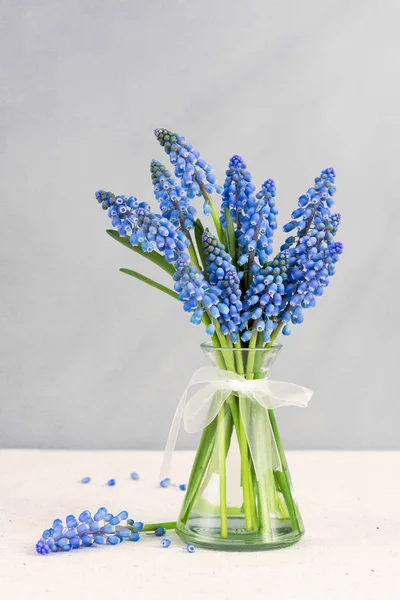 Grape hyacinths flowers Stock Picture