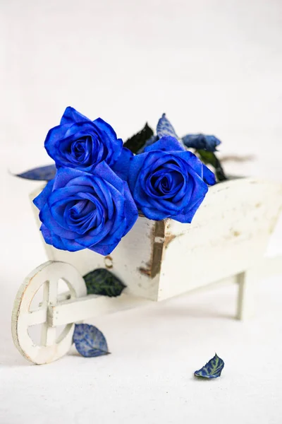 Blue rose close up. — Stock Photo, Image