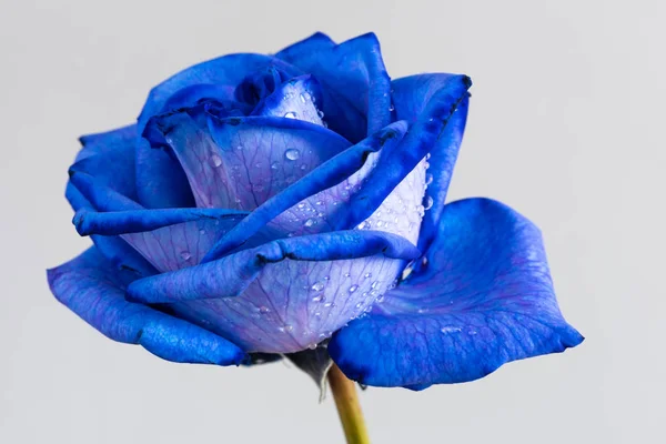 Синяя роза крупным планом — стоковое фото