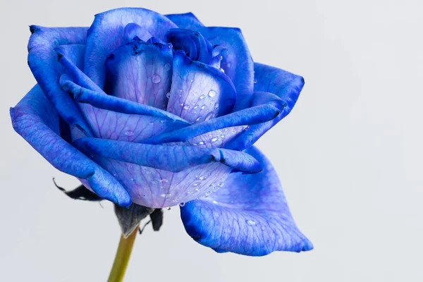 Синяя роза крупным планом — стоковое фото