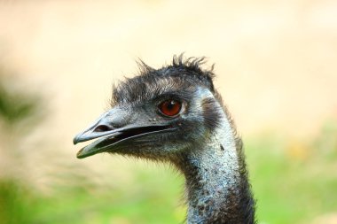 emu başından yakın çekim