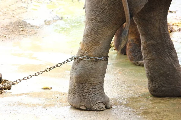 şiddetli fil ayak güvenliği için zincirleme