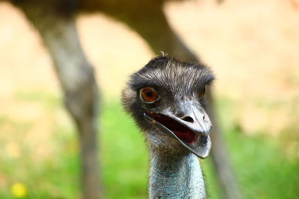 the emu head close up