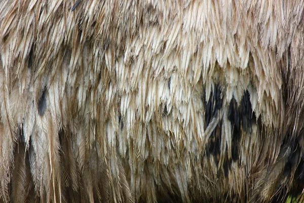 De emu-veer, lichaam — Stockfoto