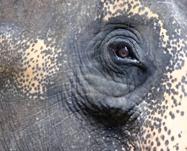 the elephant eye close up