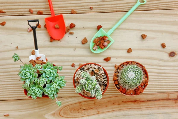 El cactus de jardinería en maceta sobre fondo de madera —  Fotos de Stock