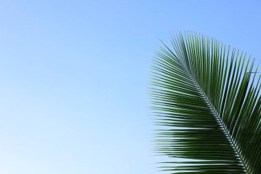 hindistan cevizi mavi gökyüzü arka plan hindistan cevizi ile yaprakları