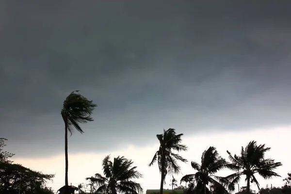 Storm Impact Coconut Tree Före Regn Storm — Stockfoto