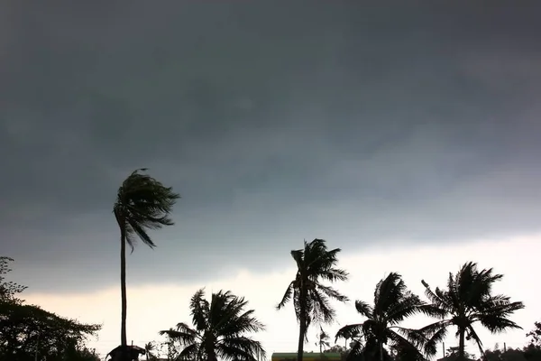 Impact Tempête Cocotier Avant Tempête Pluie — Photo