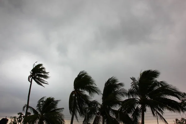 yağmur fırtınası öncesi fırtına etkisi hindistan cevizi ağacı