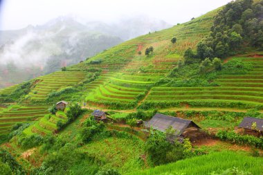 Sapa Vietnam pirinç terace